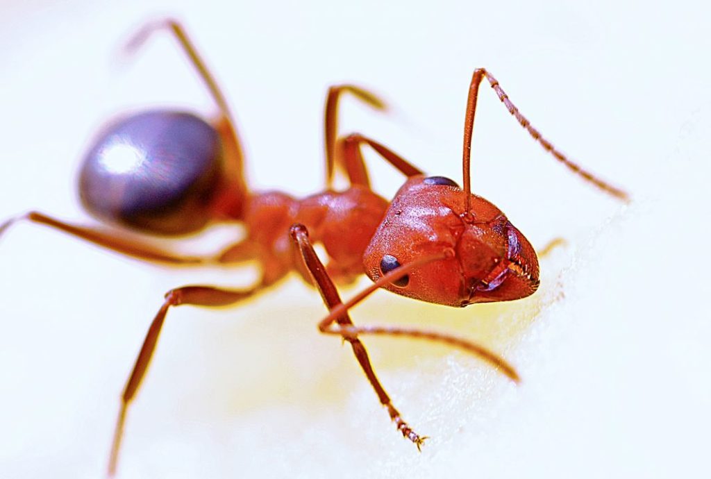 red_ant